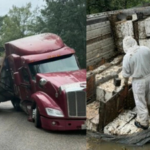 Honey havoc: 24 million honeybees escape after 18-wheeler overturns, forcing Texas neighbourhood into lockdown