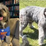 'Ain't getting bit by that, bro': Huge uproar after Los Angeles police kill pet dog minutes after family celebrates NBA Knicks win - video