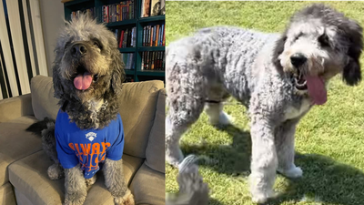 'Ain't getting bit by that, bro': Huge uproar after Los Angeles police kill pet dog minutes after family celebrates NBA Knicks win - video