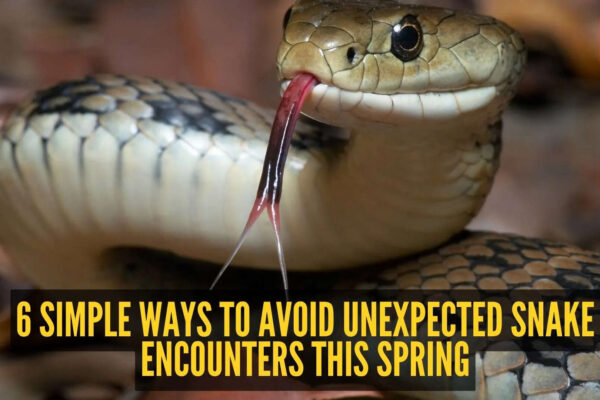 6 simple ways to avoid unexpected snake encounters this spring