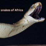 5 venomous snakes you’ll only find in Africa and where to spot them