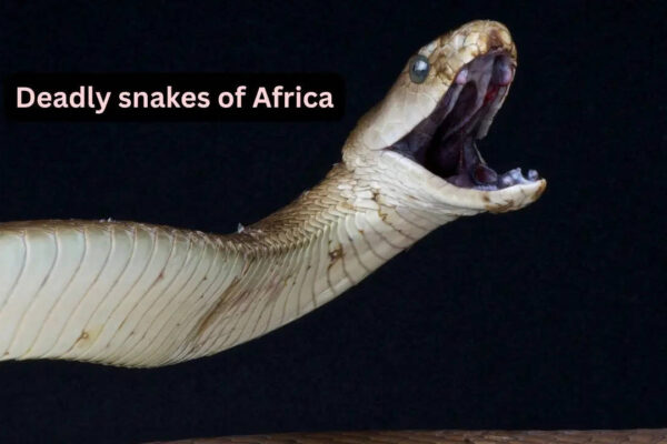 5 venomous snakes you’ll only find in Africa and where to spot them