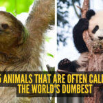 5 animals that are often called the world's dumbest