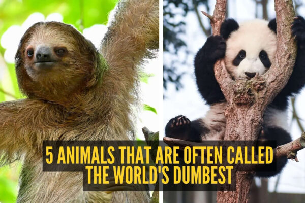 5 animals that are often called the world's dumbest