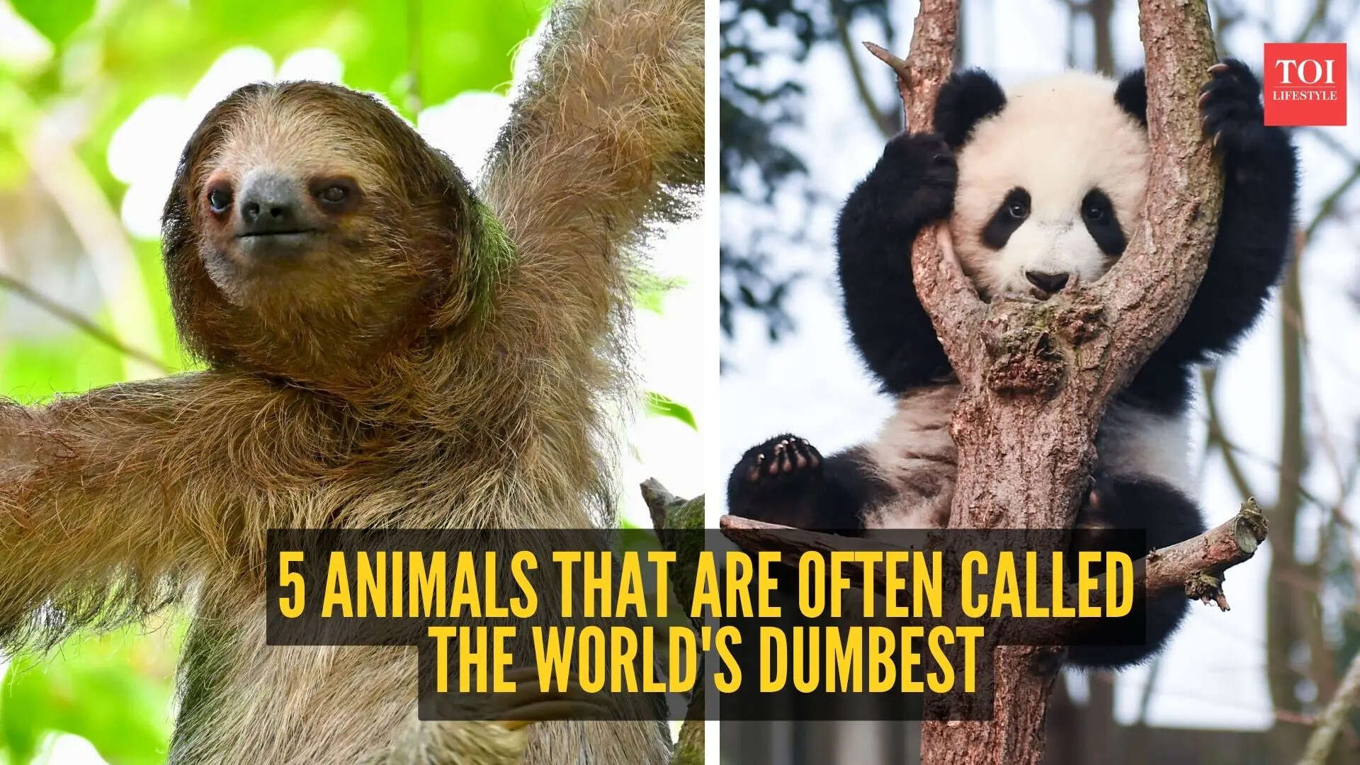 5 animals that are often called the world's dumbest