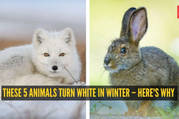 These 5 animals turn white in winter – here's why