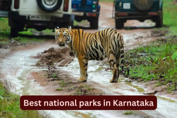 8 wildlife destinations for tiger safari and birdwatching