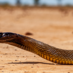 Which countries are home to the world’s deadliest Taipan Snakes?