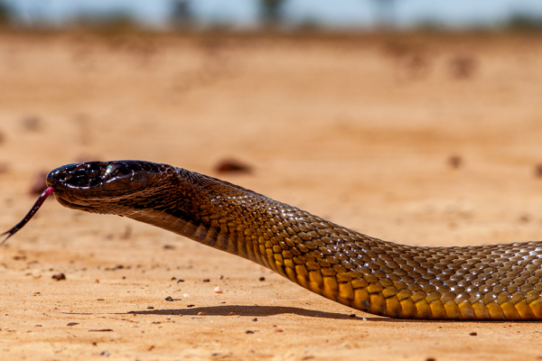 Which countries are home to the world’s deadliest Taipan Snakes?