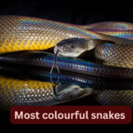 10 most colourful snakes in the world and where to spot them in the wild