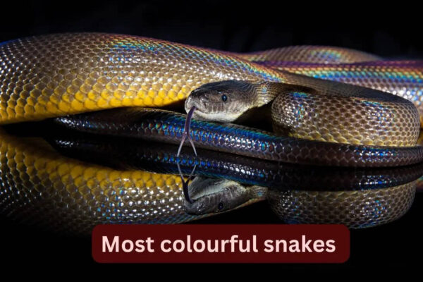 10 most colourful snakes in the world and where to spot them in the wild