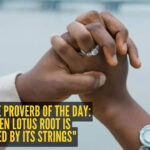 A broken lotus root is connected by its strings