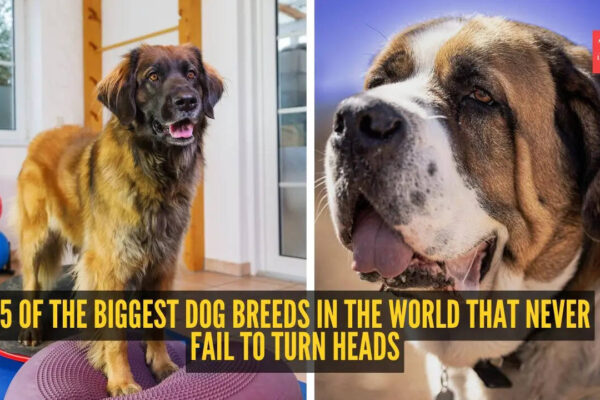 5 of the biggest dog breeds in the world that never fail to turn heads