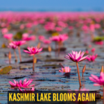 After 30 years, pink lotuses bloom again at this iconic lake in Kashmir