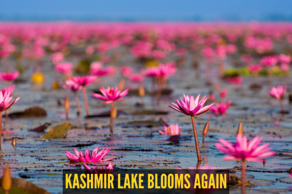 After 30 years, pink lotuses bloom again at this iconic lake in Kashmir