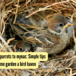 Simple tips to make your home garden a bird haven