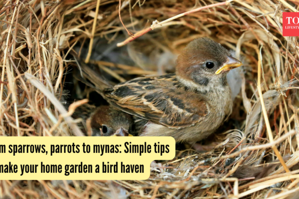 Simple tips to make your home garden a bird haven