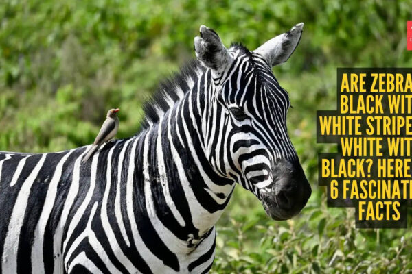 Are zebras black with white stripes or white with black? Here are 6 fascinating facts