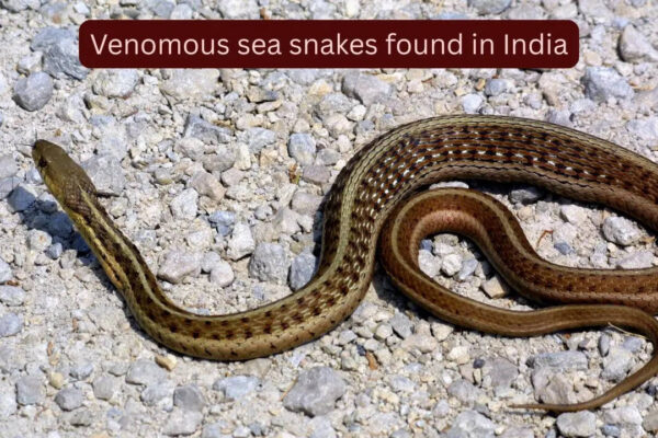 5 highly venomous sea snakes found in Indian waters and where they can be spotted