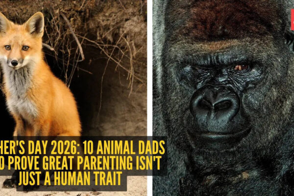 10 animal dads who prove great parenting isn't just a human trait