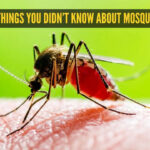 5 things you didn’t know about mosquitoes
