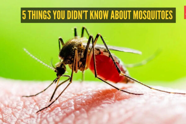 5 things you didn’t know about mosquitoes