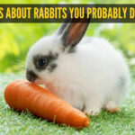 6 fun facts about rabbits you probably didn't know