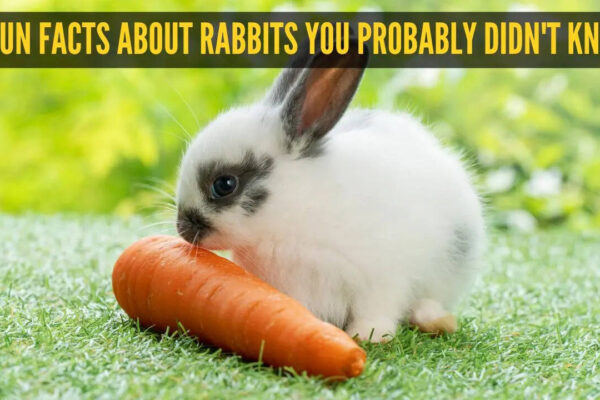 6 fun facts about rabbits you probably didn't know