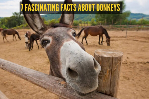 7 fascinating facts about donkeys