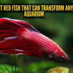 5 vibrant red fish that can transform any plain aquarium