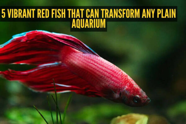5 vibrant red fish that can transform any plain aquarium