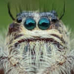 5 animals that liquify and digest prey outside of their body