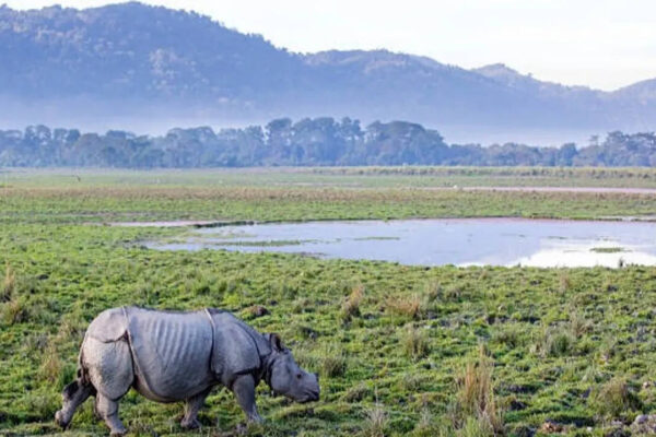 7 Most beautiful grasslands to visit in India