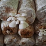 How to start mushroom farming at home: A beginner’s step-by-step guide