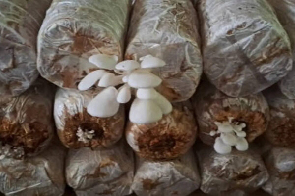 How to start mushroom farming at home: A beginner’s step-by-step guide