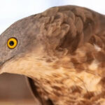 6 Fascinating facts about the bird that feasts on bee and wasp nests