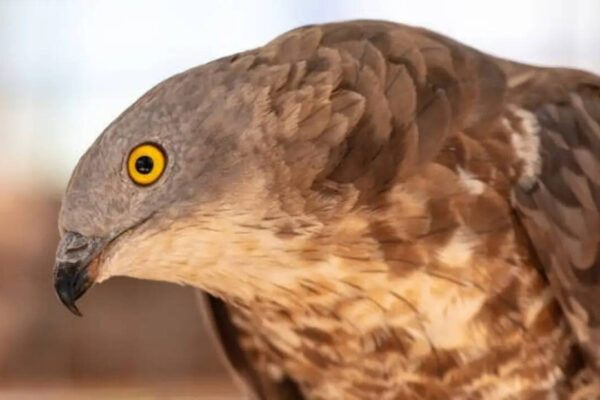 6 Fascinating facts about the bird that feasts on bee and wasp nests