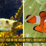 5 cutest fish in the ocean you’ll instantly love