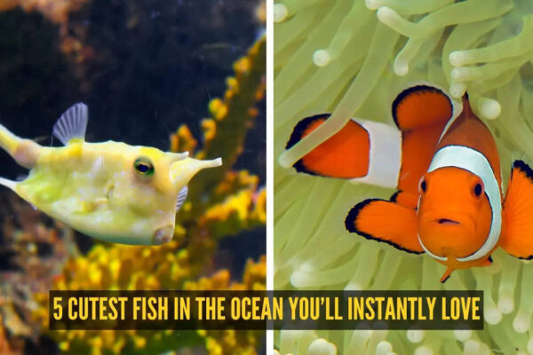 5 cutest fish in the ocean you’ll instantly love