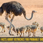 5 amazing facts about ostriches you probably didn't know