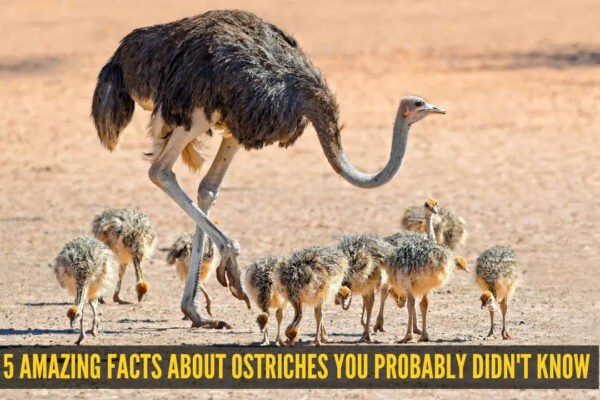 5 amazing facts about ostriches you probably didn't know