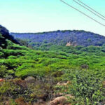 NCZ restoration puts focus on delayed mapping of Aravali, conservation zones