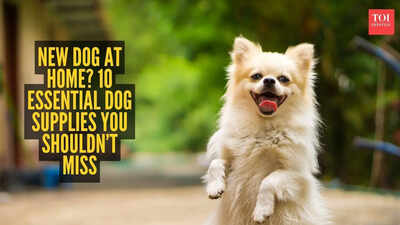 New dog at home? 10 essential dog supplies you shouldn’t miss |