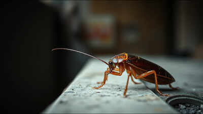 Best proverb of the day: 'Stop scratching the cockroach's Scars'. A lesson on moving on as old wounds only give troubles