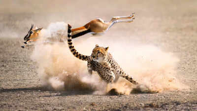 Portuguese proverb of the day: 'One day belongs to the prey, another to the hunter' and the reminder that fortunes can change without warning