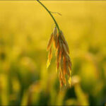Malay proverb of the day on humility and resilience: Follow the nature of the rice plant; the more grains it bears, the lower it bows