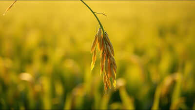 Malay proverb of the day on humility and resilience: Follow the nature of the rice plant; the more grains it bears, the lower it bows