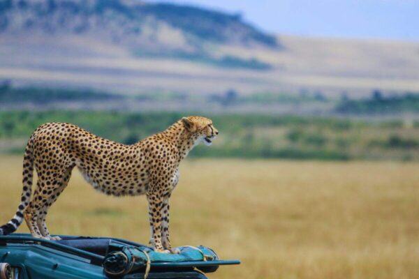 Safari Maasai