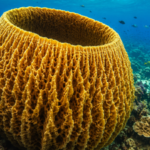 Scientists estimate giant Caribbean sponge may be more than 2,300 years old and still filtering seawater today