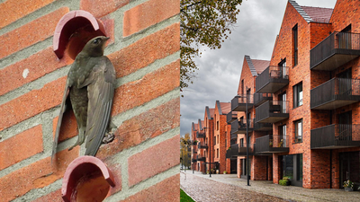 Scotland changed its buildings forever to save disappearing birds: Tiny 'swift bricks' will now be built into new homes
